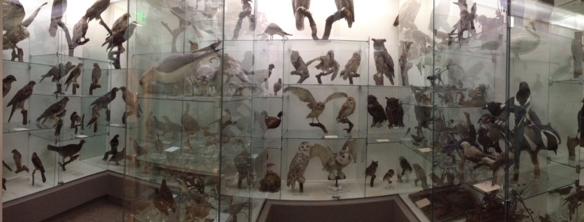 audubon society stuffed birds