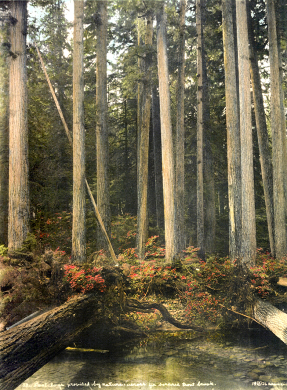 Darius Kinsey Archives The Museum