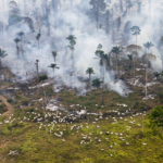 Fires clear land in the Amazon Rainforest