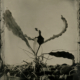 Photo of a plant