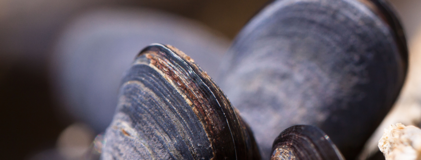 Science Lab mollusks