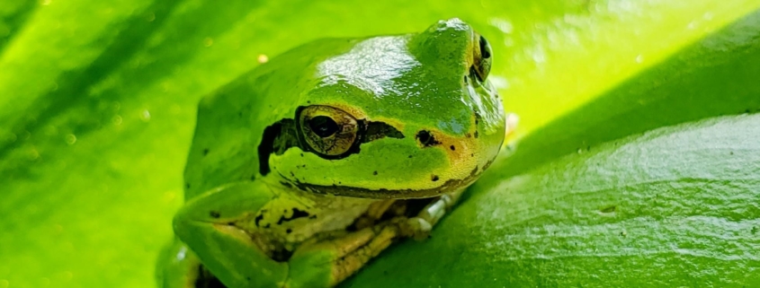 Frog on leaf