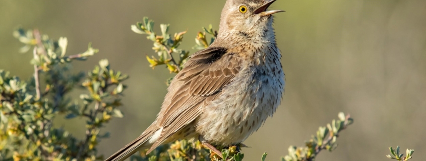 Song bird on branch