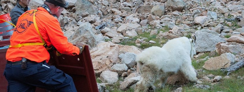 Person releasing mountain goat