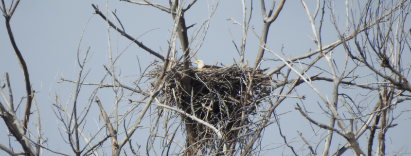 Bald eagle in nest