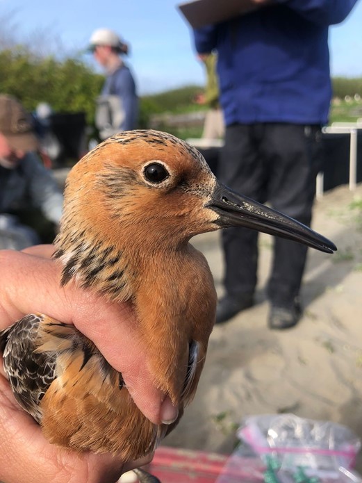 Photo of a reddish brown bird with a long beak held in a person's hand