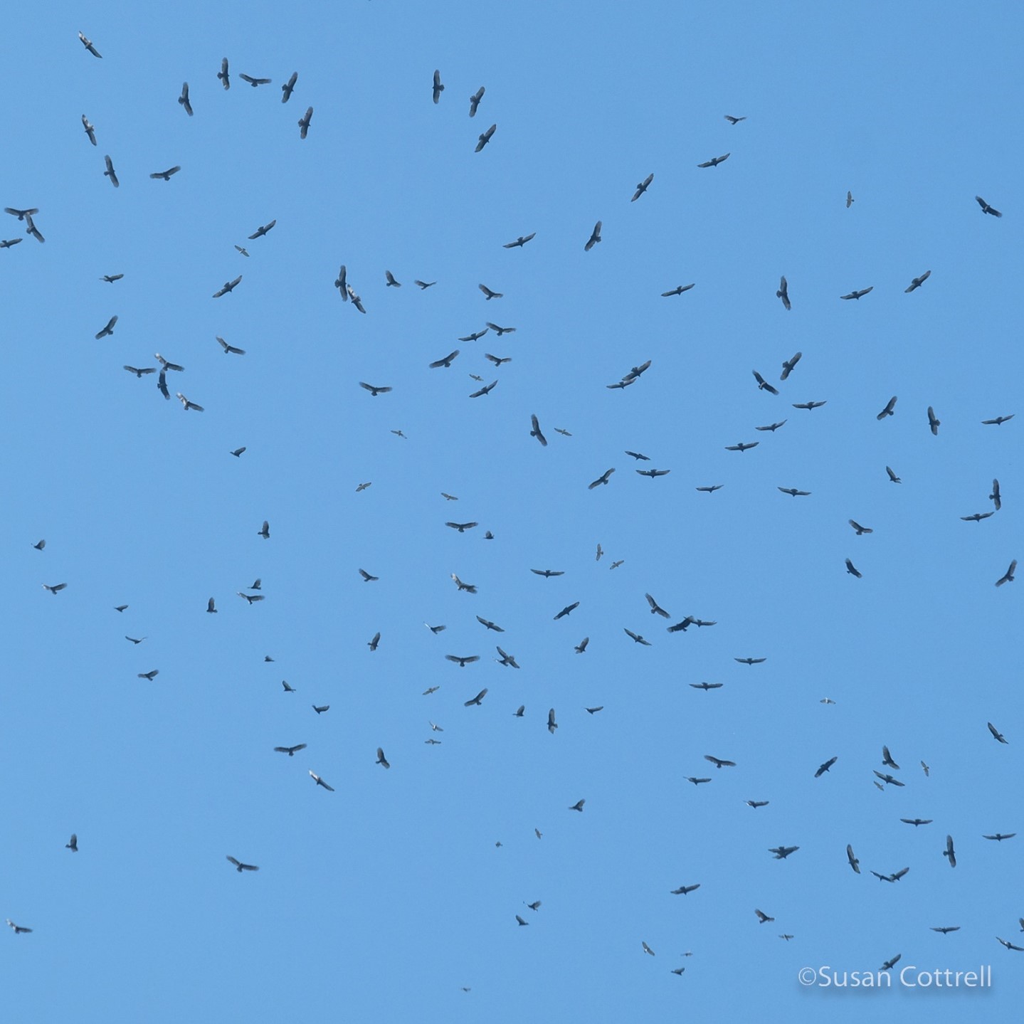 Photo of a blue sky with more than one hundred raptors flying