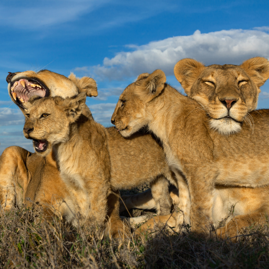 National Geographic’s The Greatest Wildlife Photographs Museum